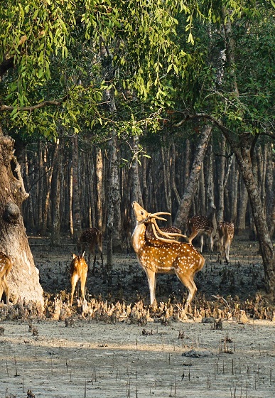 deer 3673017 1920 copy