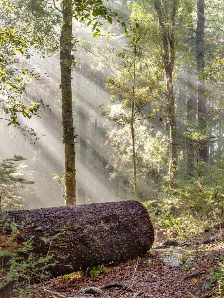 wood, tree, sunlight, nature, beauty, bangladesh, bangladesh, bangladesh, bangladesh, bangladesh, bangladesh