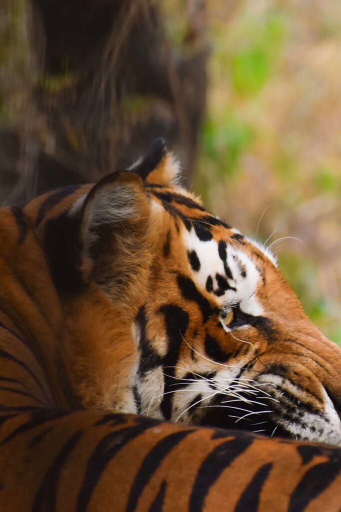 pexels photo 30428597 30428597.jpg